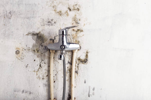 Best Mold Damage Repair  in Spring Creek, NV