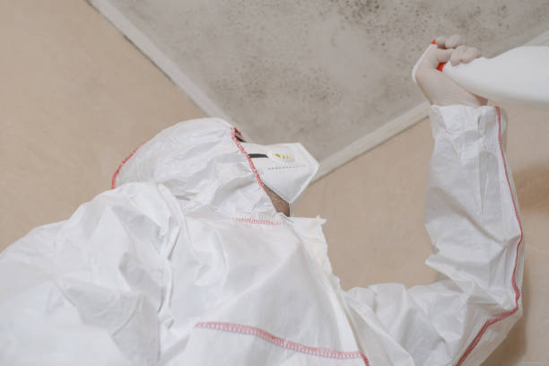 Best Mold Remediation Services  in Spring Creek, NV