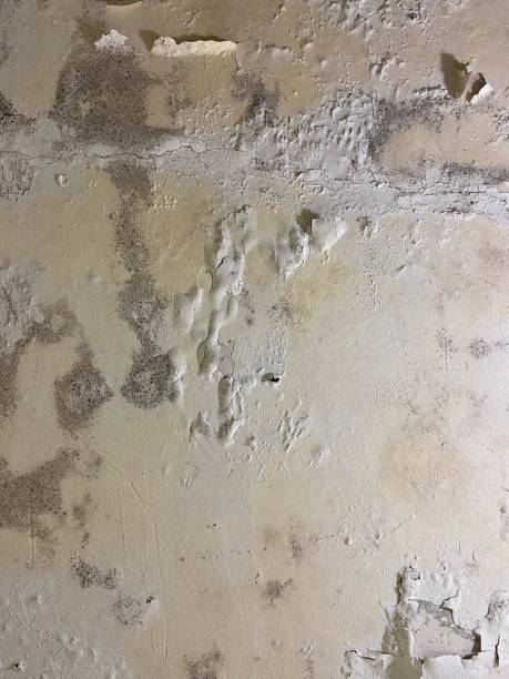Mold Removal Process in Spring Creek, NV