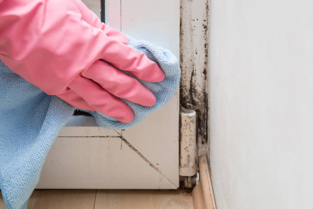 Best Residential Mold Removal  in Spring Creek, NV